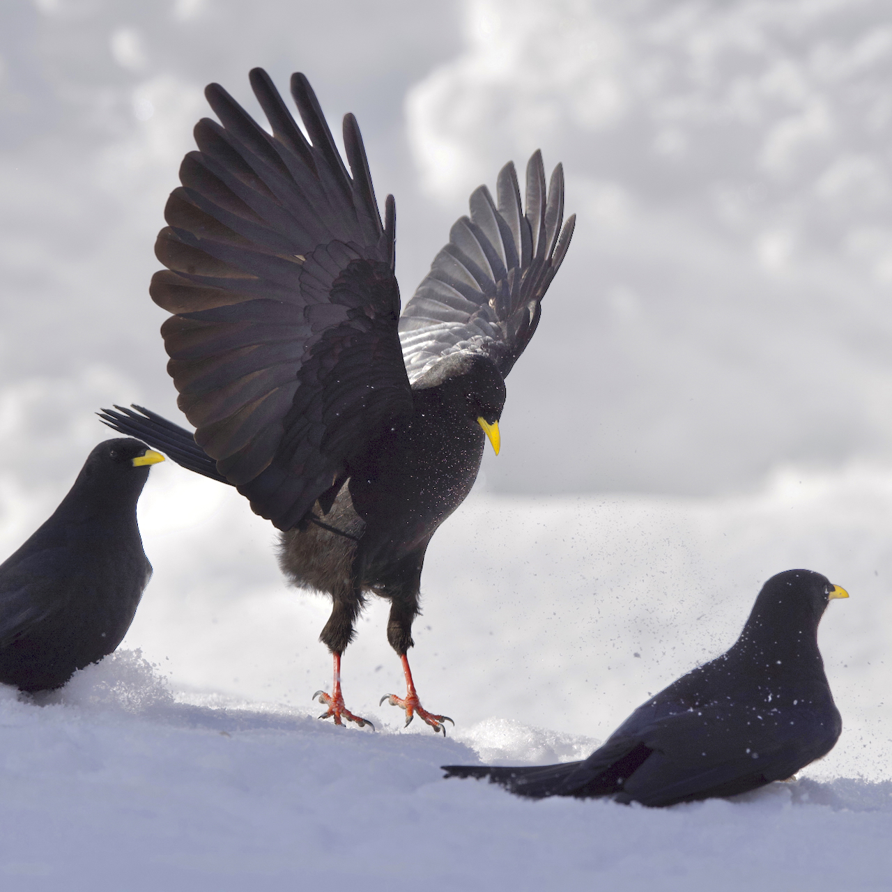 3 chocards à bec jaune un atterrit ailes hautes
