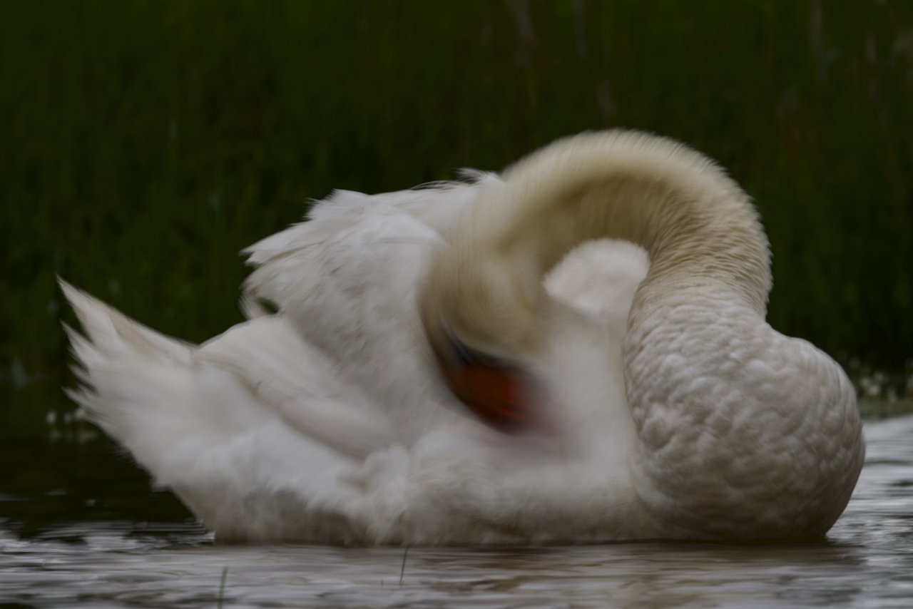 Cygne flou bec rouge
