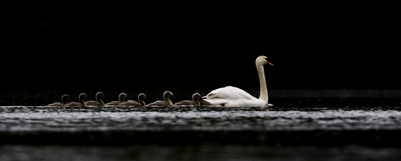 Famille de cygnes sur fond noir 10-4